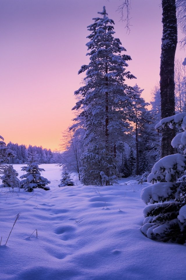 Обои лес, зима, сугробы, forest, winter, the snow разрешение 2000x1125 Загрузить