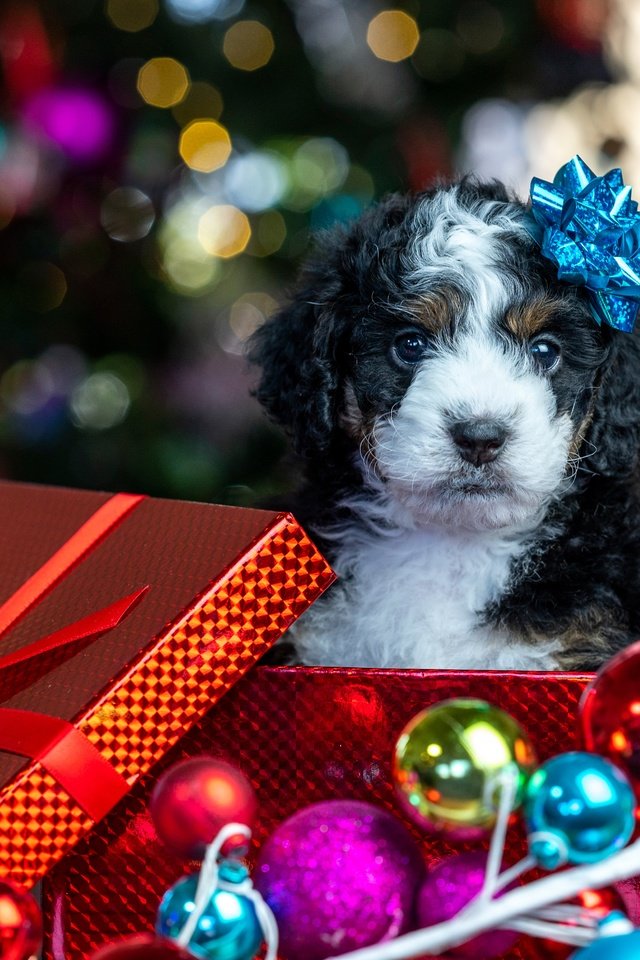 Обои новый год, рождество, блики, коробка, шарики, щенок, песик, мордашка, малыш, подарок, new year, christmas, glare, box, balls, puppy, doggie, face, baby, gift разрешение 4081x3634 Загрузить