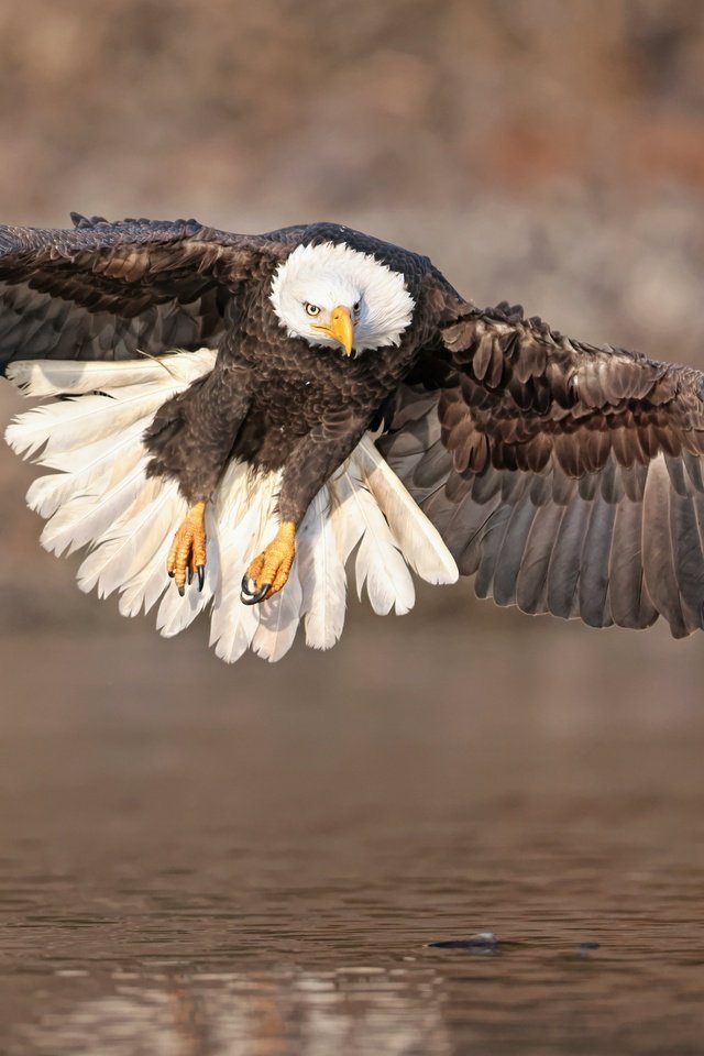 Обои полет, крылья, водоем, птица, белоголовый орлан, парит, хищная, flight, wings, pond, bird, bald eagle, soars, predatory разрешение 6144x3782 Загрузить