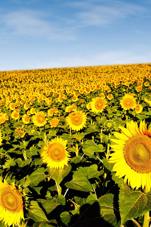 Обои подсолнухи, sunflowers разрешение 3606x2400 Загрузить