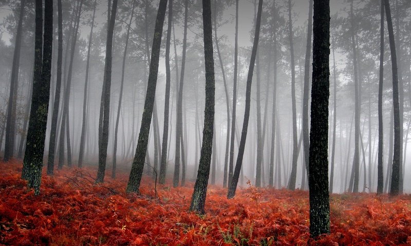 Обои трава, деревья, туман, красный, grass, trees, fog, red разрешение 3543x2362 Загрузить