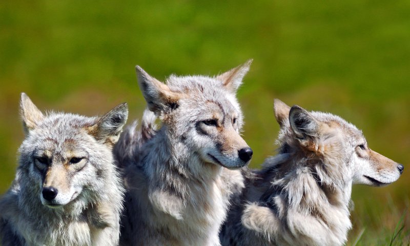 Обои хищник, братья волки, central alaska, волки, стая, волк, национальный парк денали, predator, brothers wolves, wolves, pack, wolf, denali national park разрешение 2560x1600 Загрузить