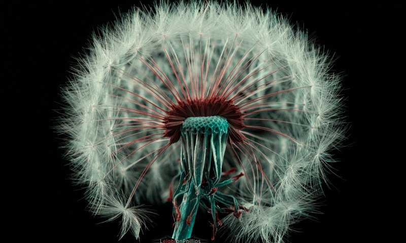 Обои цветок, белый, черный фон, одуванчик, пух, пушинки, былинки, flower, white, black background, dandelion, fluff, fuzzes, blade разрешение 1920x1200 Загрузить