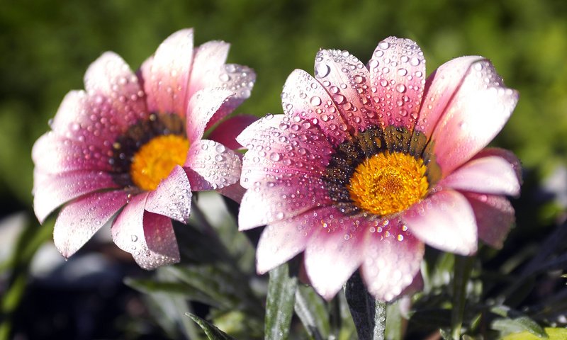 Обои цветы, макро, роса, лепестки, капельки, газания, flowers, macro, rosa, petals, droplets, gazania разрешение 2560x1600 Загрузить