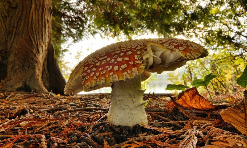 Обои природа, зелень, лес, гриб, мухомор, осенние листья, nature, greens, forest, mushroom, autumn leaves разрешение 1905x1172 Загрузить