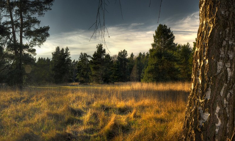 Обои небо, трава, деревья, лес, ели, береза, сухая, the sky, grass, trees, forest, ate, birch, dry разрешение 1920x1200 Загрузить