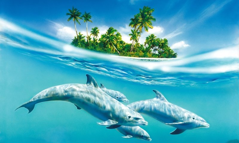 Обои вода, остров, дельфины, water, island, dolphins разрешение 1920x1200 Загрузить
