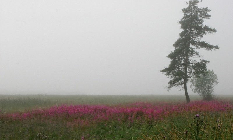 Обои дерево, туман, поле, tree, fog, field разрешение 1920x1200 Загрузить