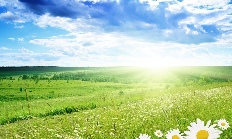 Обои облака, поле, лето, весна, ромашки, clouds, field, summer, spring, chamomile разрешение 1920x1440 Загрузить