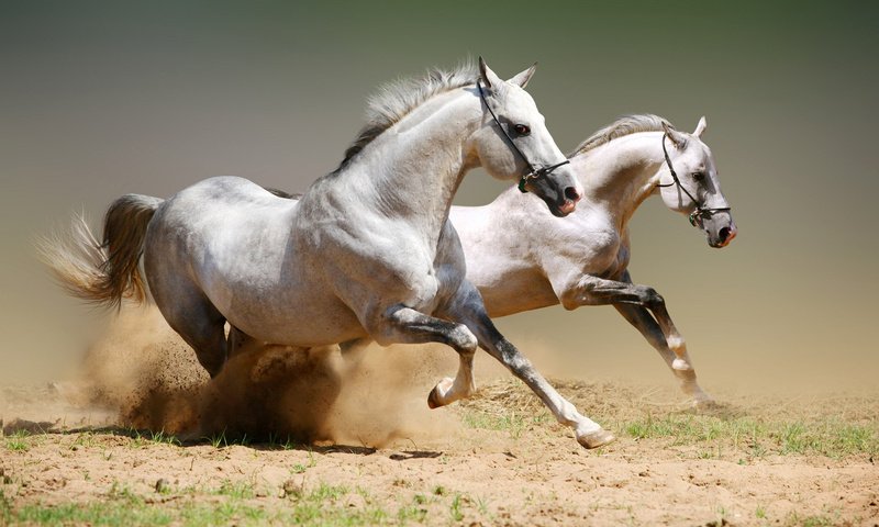 Обои животные, лошади, пыль, конь, момент, скакун, animals, horse, dust, the time разрешение 1920x1200 Загрузить