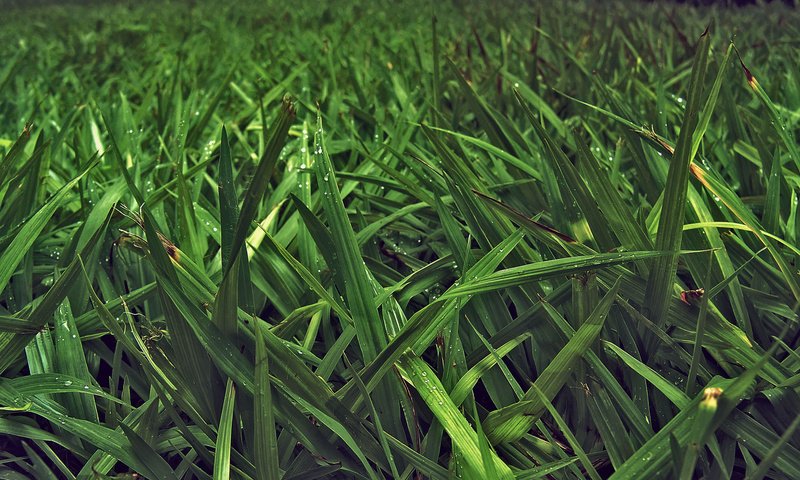 Обои трава, природа, зелень, листья, фото, стебли, макро обои, grass, nature, greens, leaves, photo, stems, macro wallpaper разрешение 1920x1200 Загрузить