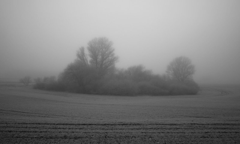 Обои дерево, туман, поле, куст, tree, fog, field, bush разрешение 3000x2000 Загрузить