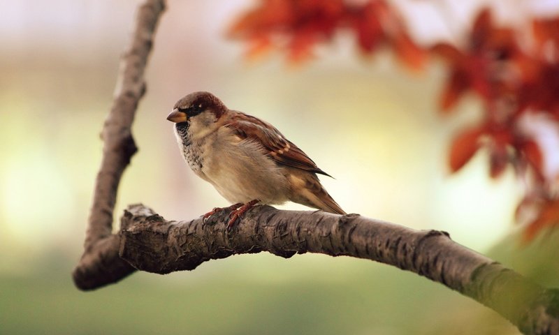 Обои ветка, птицы, воробей, branch, birds, sparrow разрешение 2560x1600 Загрузить