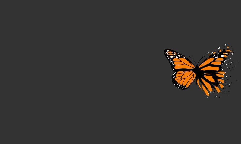 Обои бабочка, серый, минимализм, butterfly, grey, minimalism разрешение 1920x1200 Загрузить