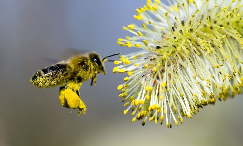 Обои цветок, пчела, опыление, flower, bee, pollination разрешение 1920x1200 Загрузить