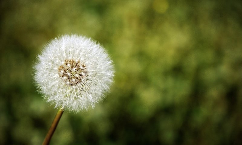 Обои природа, цветок, одуванчик, nature, flower, dandelion разрешение 1920x1200 Загрузить