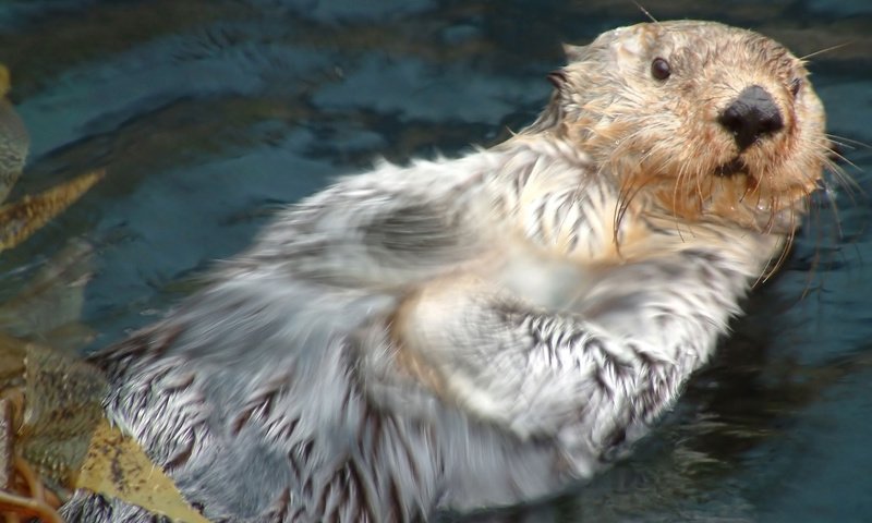 Обои калан, морская выдра, мокрый, испуганный, выдра, kalan, sea otter, wet, scared, otter разрешение 1920x1200 Загрузить