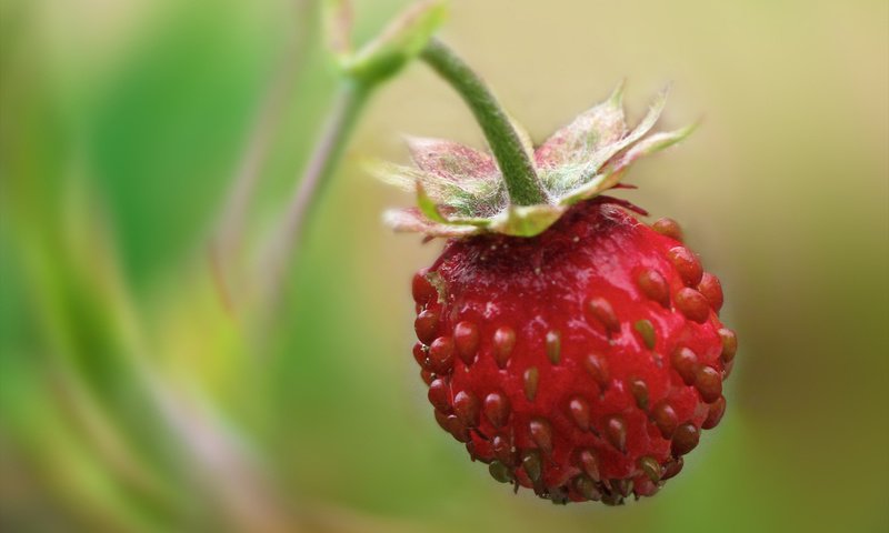 Обои земляника, одна, висит, strawberries, one, hanging разрешение 1900x1200 Загрузить