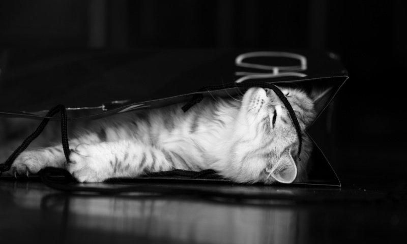 Обои чёрно-белое, котенок, серый, пакет, black and white, kitty, grey, package разрешение 2560x1600 Загрузить