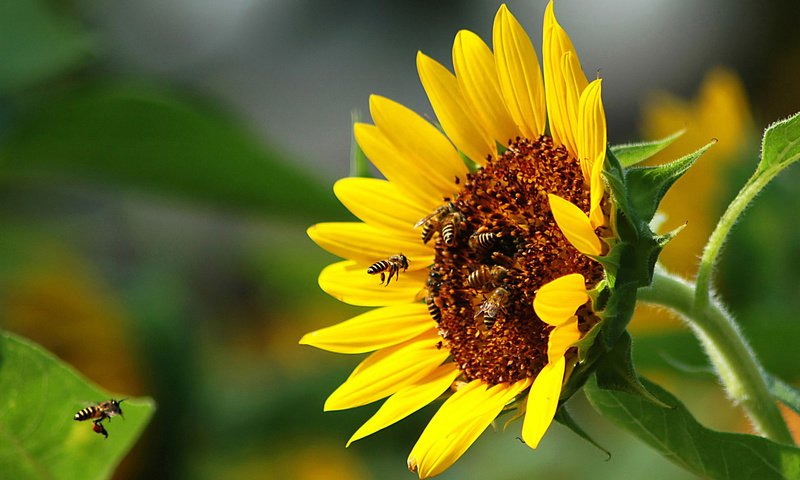 Обои подсолнух, пчелы, sunflower, bees разрешение 1920x1200 Загрузить