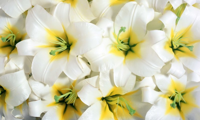 Обои цветы, тычинки, белые, крупный план, лилии, flowers, stamens, white, close-up, lily разрешение 1920x1200 Загрузить