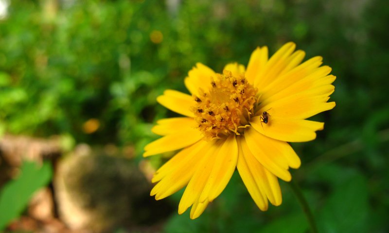 Обои желтый, макро, насекомое, цветок, лето, лепестки, yellow, macro, insect, flower, summer, petals разрешение 1920x1200 Загрузить