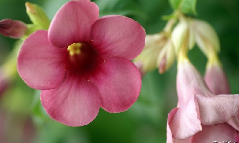 Обои цветы, лепестки, розовые, алламанда, flowers, petals, pink, allamanda разрешение 1920x1200 Загрузить
