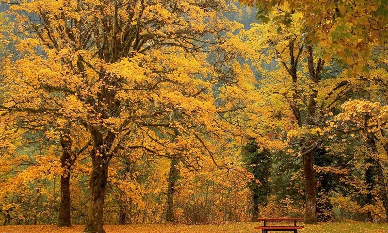 Обои деревья, парк, листва, осень, скамейка, trees, park, foliage, autumn, bench разрешение 1920x1080 Загрузить