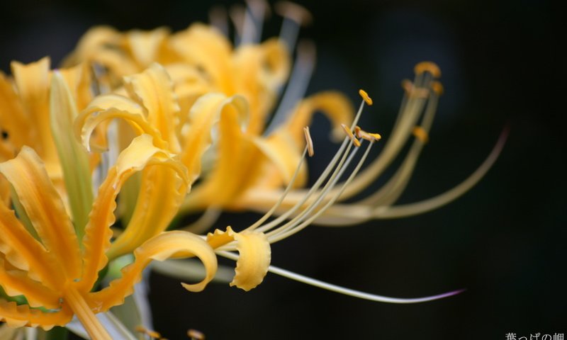 Обои цветы, желтые, лилия паучья, ликорис, flowers, yellow, lily spider, he lost his parents, разрешение 1920x1200 Загрузить