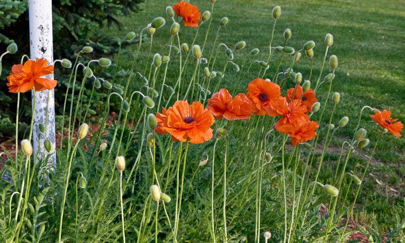 Обои цветы, бутоны, маки, оранжевые, flowers, buds, maki, orange разрешение 1920x1200 Загрузить