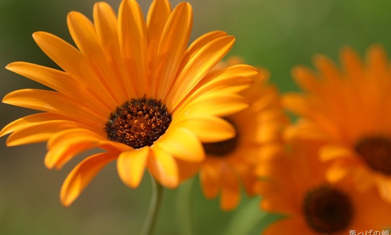 Обои цветы, лепестки, крупный план, оранжевые, календула, flowers, petals, close-up, orange, calendula разрешение 1920x1200 Загрузить