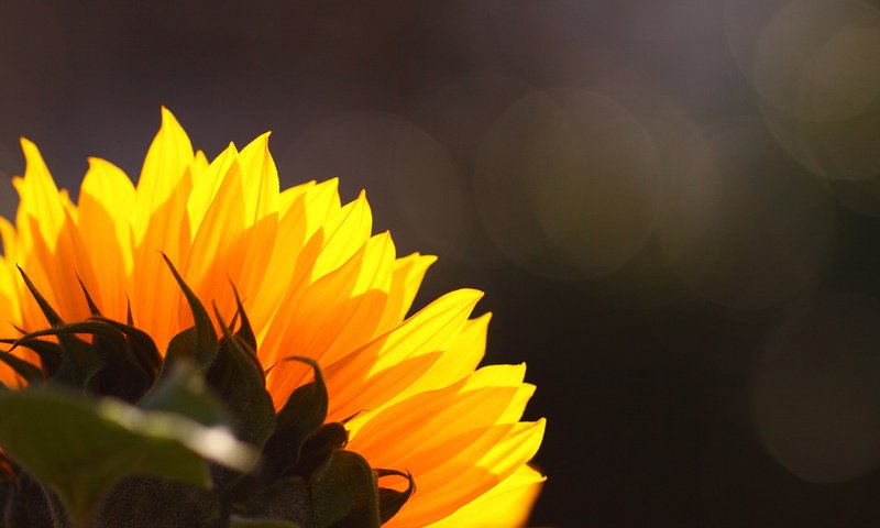 Обои цветок, подсолнух, flower, sunflower разрешение 1920x1080 Загрузить