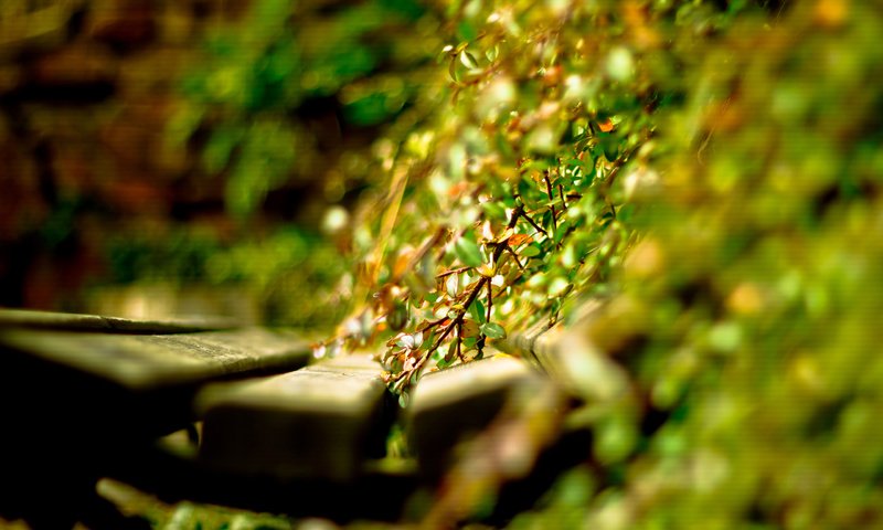 Обои свет, солнце, растения, листья, день, скамейка, лавочка, light, the sun, plants, leaves, day, bench, shop разрешение 2560x1600 Загрузить