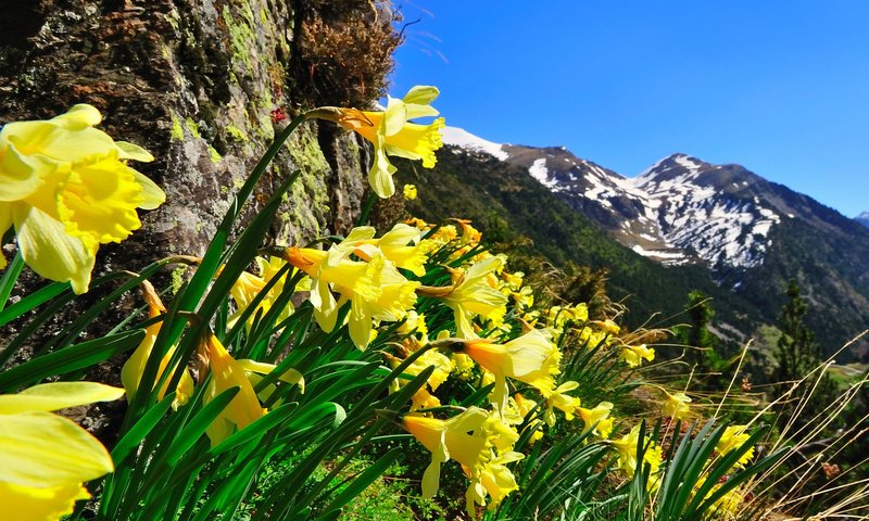 Обои небо, цветы, горы, природа, нарциссы, the sky, flowers, mountains, nature, daffodils разрешение 1920x1200 Загрузить