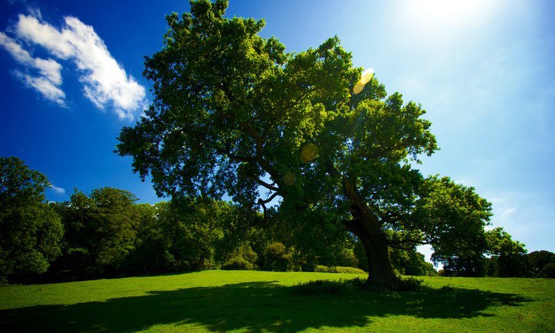 Обои небо, трава, солнце, дерево, лето, тень, красиво, the sky, grass, the sun, tree, summer, shadow, beautiful разрешение 2559x1600 Загрузить