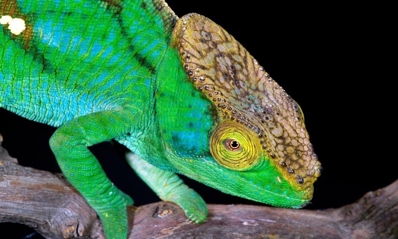 Обои ящерица, хамелеон, рептилия, пресмыкающиеся, lizard, chameleon, reptile, reptiles разрешение 1920x1200 Загрузить