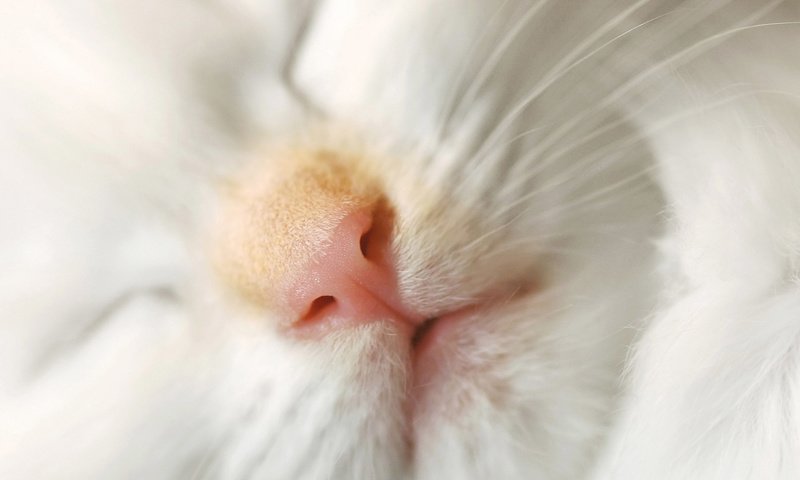 Обои кот, мордочка, усы, кошка, сон, cat, muzzle, mustache, sleep разрешение 1920x1200 Загрузить