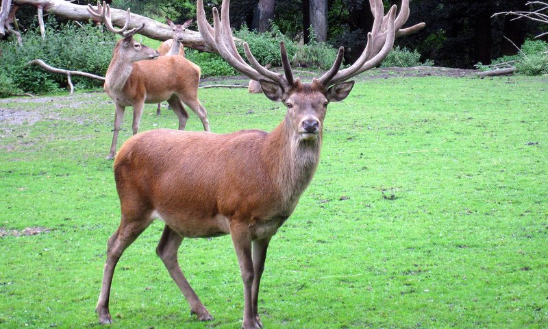 Обои трава, природа, олень, рога, олени, благородный олень, grass, nature, deer, horns, red deer разрешение 1920x1440 Загрузить