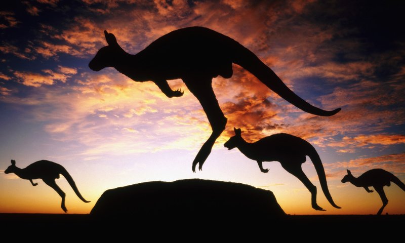 Обои сумерки, австралия, кенгуру, twilight, australia, kangaroo разрешение 1920x1080 Загрузить