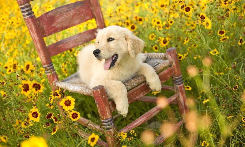 Обои цветы, природа, поле, собака, стул, щенок, золотистый ретривер, flowers, nature, field, dog, chair, puppy, golden retriever разрешение 1920x1080 Загрузить