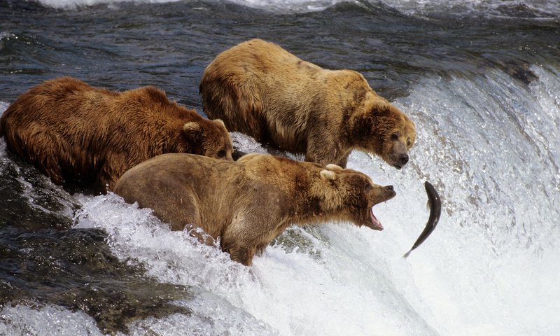 Обои рыба, рыбалка, медведи, fish, fishing, bears разрешение 1920x1080 Загрузить