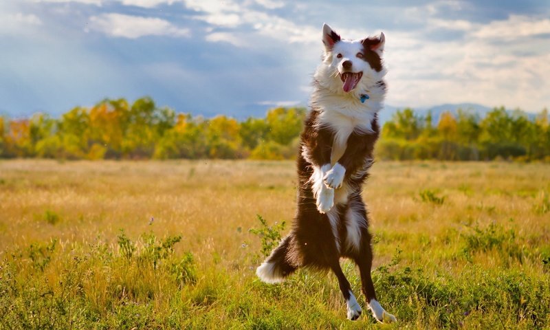 Обои поле, собака, прыжок, язык, бордер-колли, field, dog, jump, language, the border collie разрешение 1920x1280 Загрузить