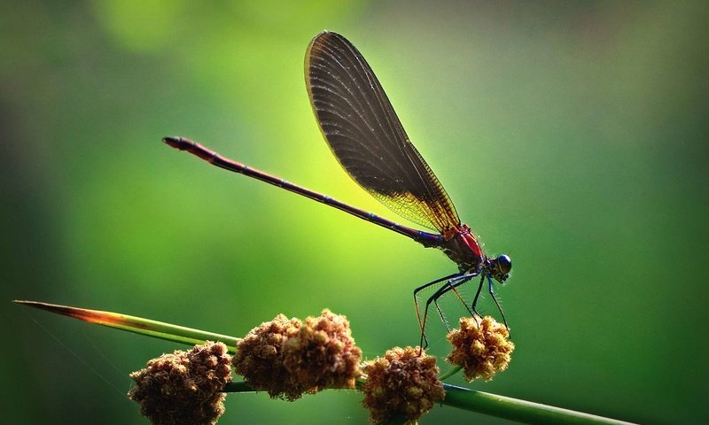Обои насекомые, стрекоза, insects, dragonfly разрешение 1920x1200 Загрузить