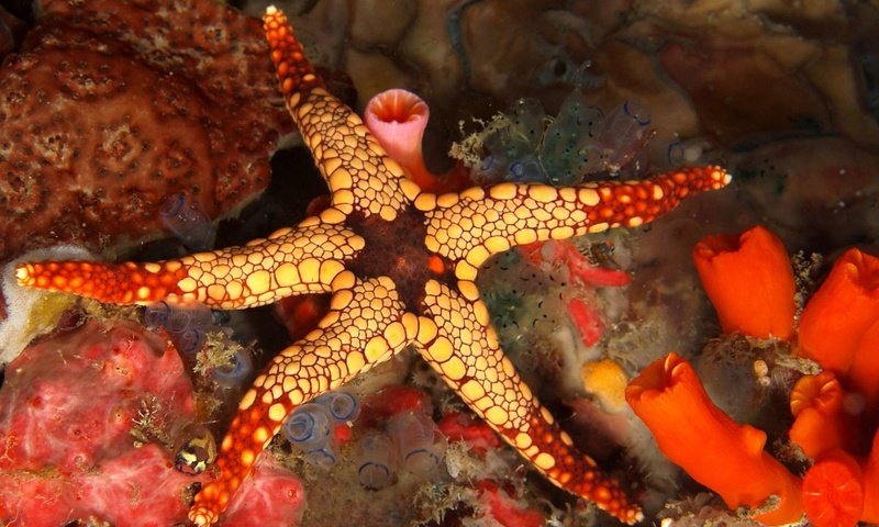 Обои морская звезда, риф, подводный мир, starfish, reef, underwater world разрешение 1920x1200 Загрузить