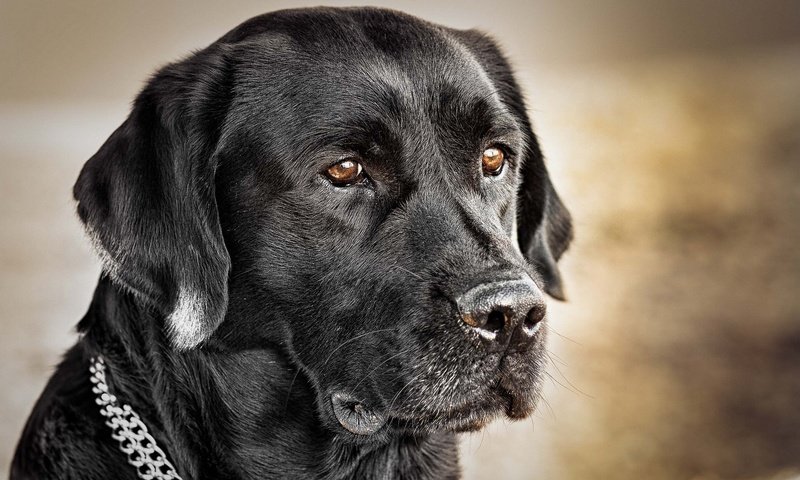 Обои черный, собака, ошейник, лабрадор, ретривер, черная.цепочка, black, dog, collar, labrador, retriever, black.chain разрешение 1920x1200 Загрузить