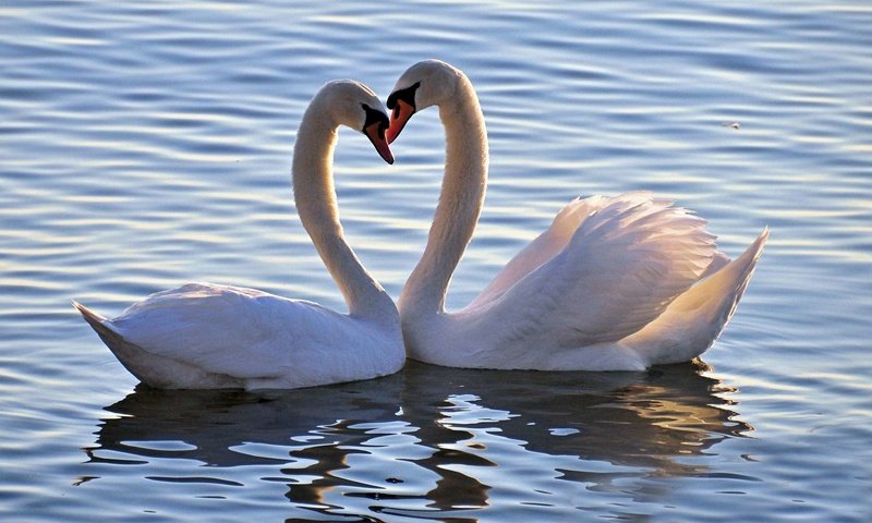 Обои озеро, птица, любовь, белые, лебеди, лебедь, lake, bird, love, white, swans, swan разрешение 1920x1200 Загрузить