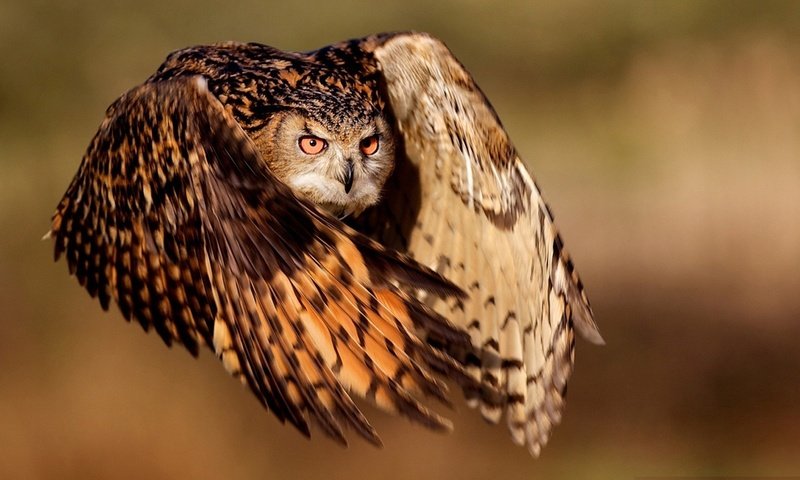 Обои сова, полет, крылья, птица, клюв, перья, филин, owl, flight, wings, bird, beak, feathers разрешение 1920x1200 Загрузить