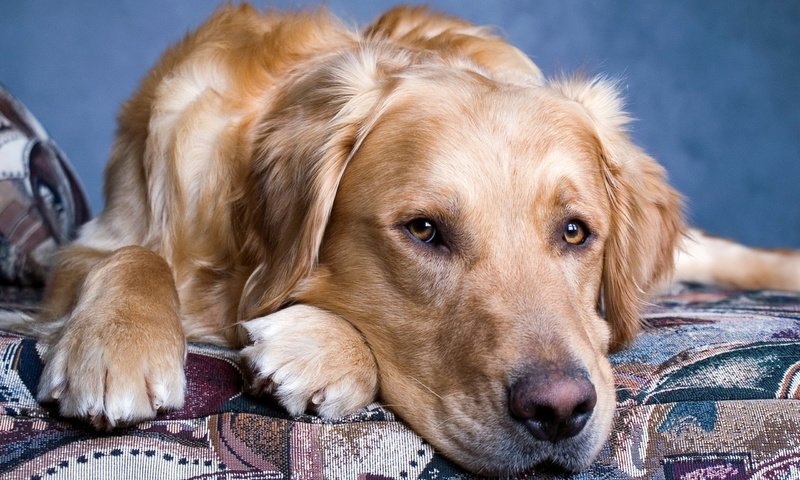 Обои глаза, морда, грусть, собака, золотистый ретривер, eyes, face, sadness, dog, golden retriever разрешение 2560x1600 Загрузить
