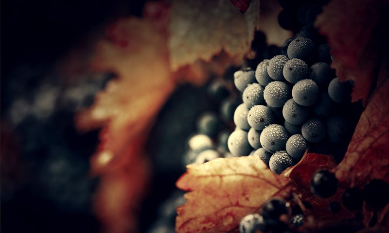 Обои листья, виноград, роса, капли, гроздья, leaves, grapes, rosa, drops, bunches разрешение 1920x1200 Загрузить