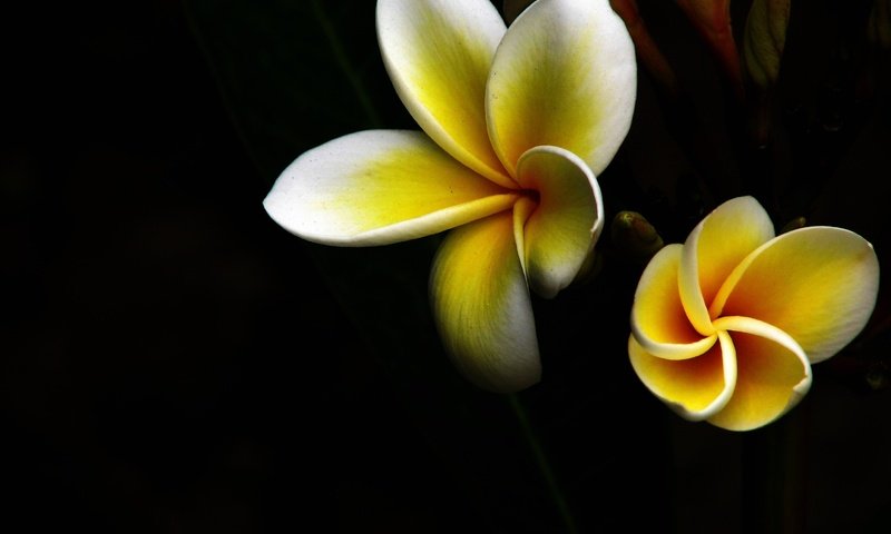 Обои макро, лепестки, бело-желтый, тропический цветок, macro, petals, white-yellow, tropical flower разрешение 2816x2112 Загрузить